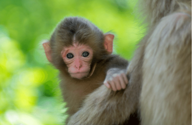 monkey by Frances Wilson