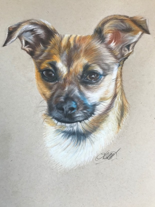 Jazz - Jack Russell x Pomeranian by Therese Malone Maitland-sackitey