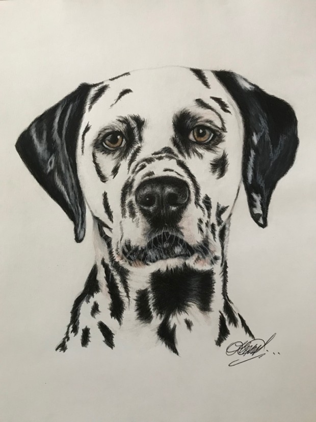 Dalmatian by Therese Malone Maitland-sackitey