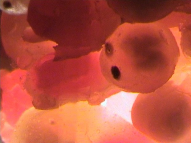 Jelly Babies by Brook Winfield